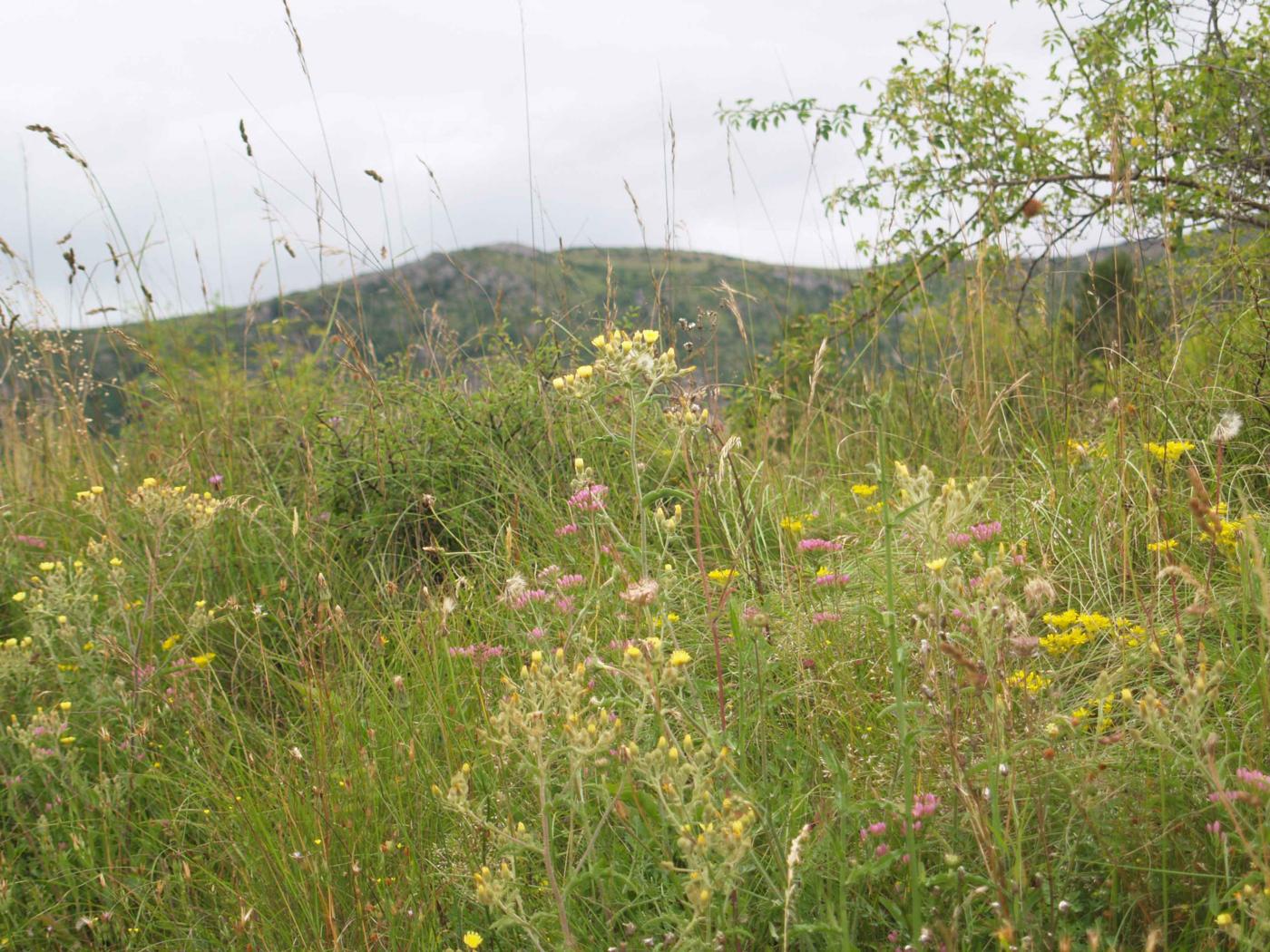 Andryala, Common plant